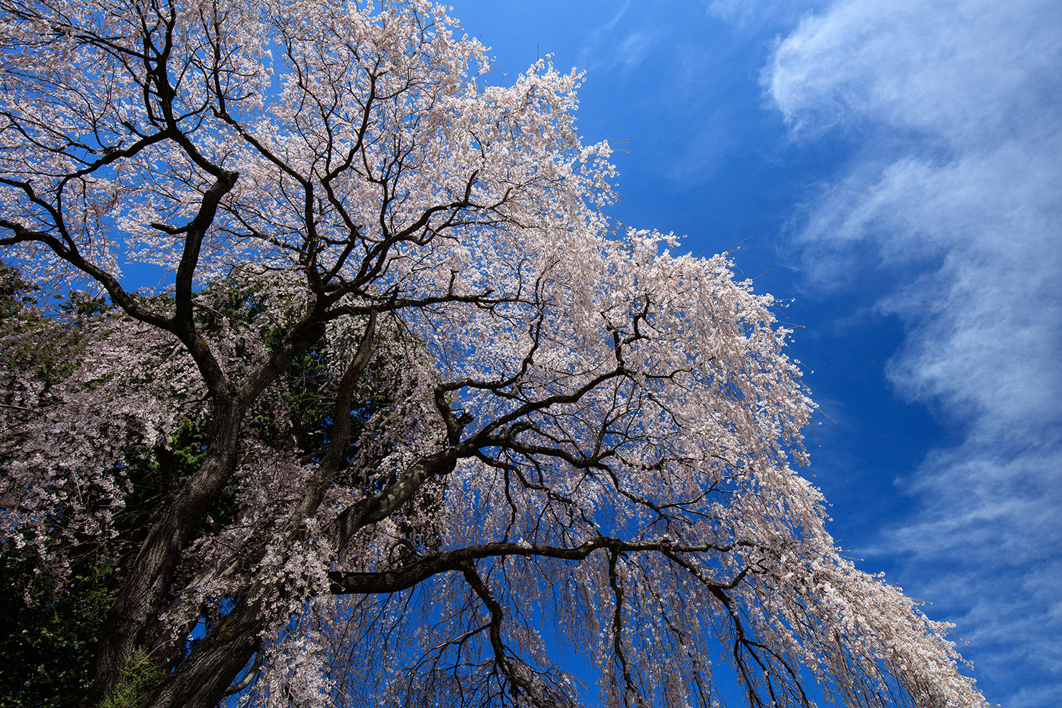 写真家 伊藤亮介×桜撮影テクニック＆スポット紹介中部・北陸・関西編